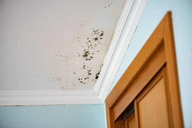 Best Industrial Mold Remediation in Ten Mile Run, NJ